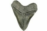 Serrated, Fossil Megalodon Tooth - South Carolina #226455-2